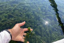 Hydrilla verticillata, the invasive plant affecting Georgia waterways