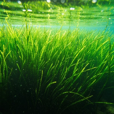 Dense hydrilla plant growth underwater in a clear lake