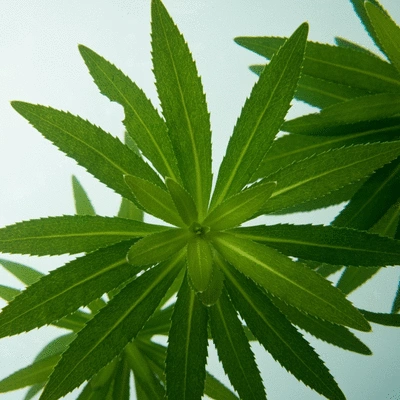 Close-up view of hydrilla leaves with serrated edges and whorled arrangement in clear water