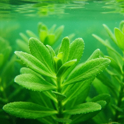 Close-up of hydrilla plant showing whorled leaves and serrated edges underwater