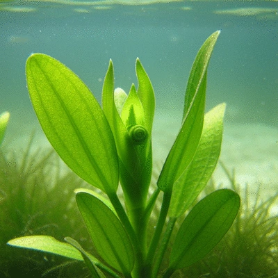 Close-up of hydrilla plant showing turions and early growth