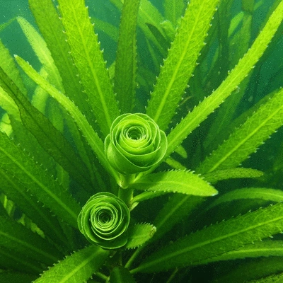 Close-up view of hydrilla leaves and stems underwater