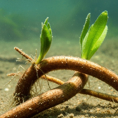 Close-up of hydrilla tubers and turions