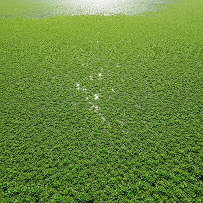 Dense aquatic hydrilla plant growth covering a freshwater lake surface, seen from above, bright sunlight, no text, no words, no typography, 8K