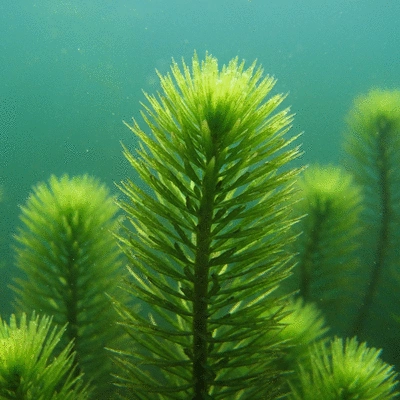 Close-up of hydrilla plant showing whorled leaves and serrated edges