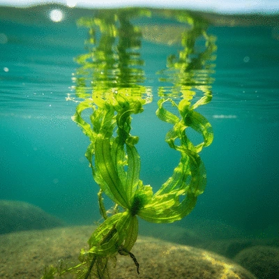 Close-up of Hydrilla verticillata plant underwater