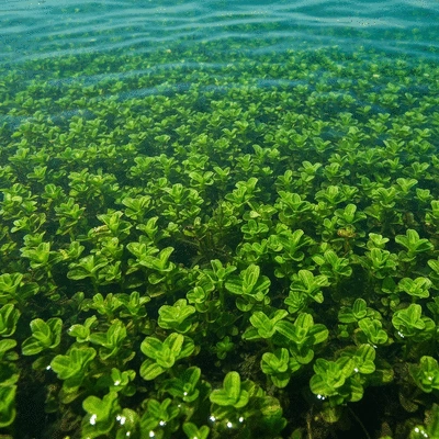 Dense submerged hydrilla mat in clear water