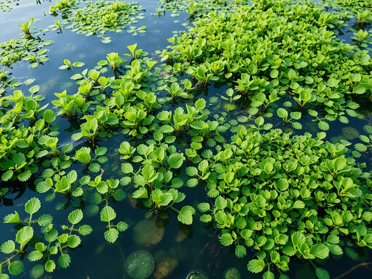 Seasonal Variations in Hydrilla Appearance: Identification Tips Throughout the Year