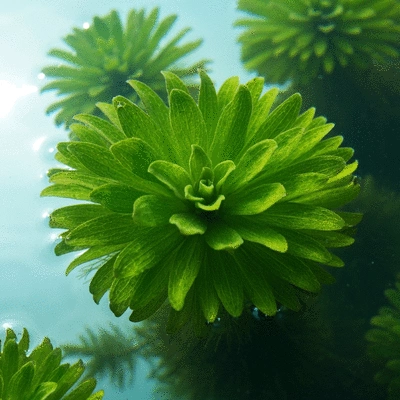 Close-up of hydrilla aquatic plant with distinctive whorled leaves