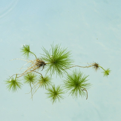 Hydrilla fragments floating in clear water, with some pieces starting to root, illustrating spread, natural lighting, high detail