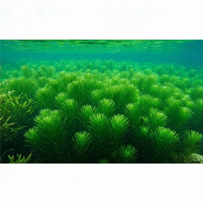 Dense hydrilla plant growing underwater in a freshwater ecosystem